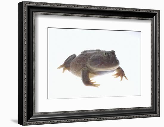 Budgett's Frog-DLILLC-Framed Photographic Print