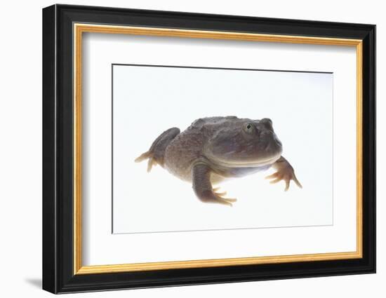 Budgett's Frog-DLILLC-Framed Photographic Print