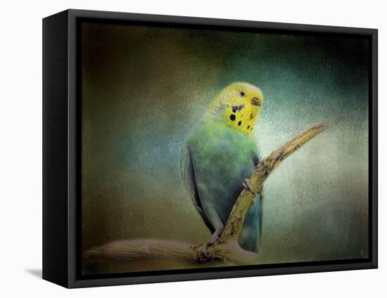 Budgie 1-Jai Johnson-Framed Premier Image Canvas