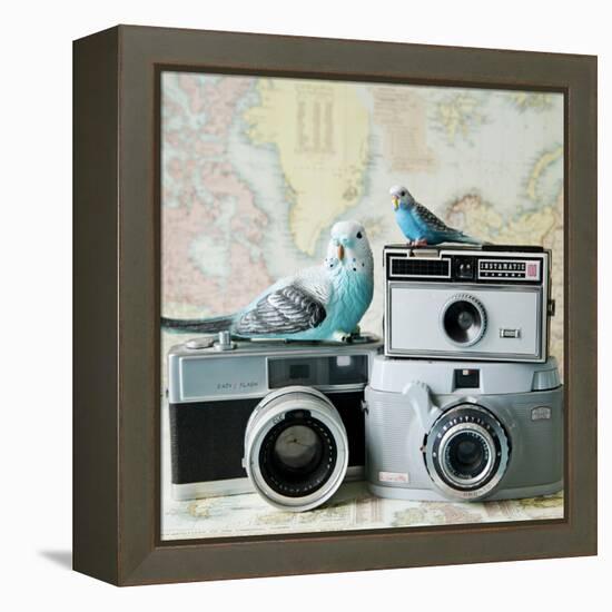 Budgie Photo Bomb-Susannah Tucker-Framed Stretched Canvas