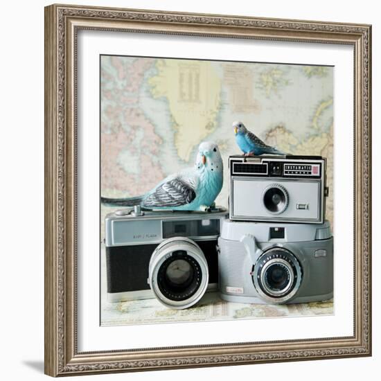 Budgie Photo Bomb-Susannah Tucker-Framed Art Print