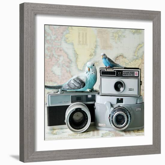 Budgie Photo Bomb-Susannah Tucker-Framed Art Print