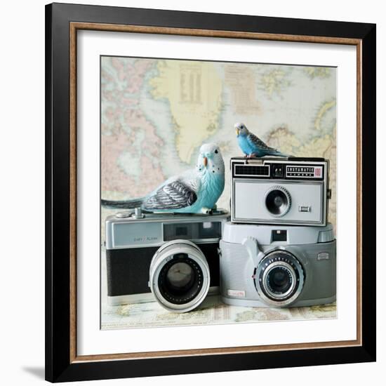 Budgie Photo Bomb-Susannah Tucker-Framed Art Print