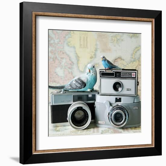 Budgie Photo Bomb-Susannah Tucker-Framed Art Print