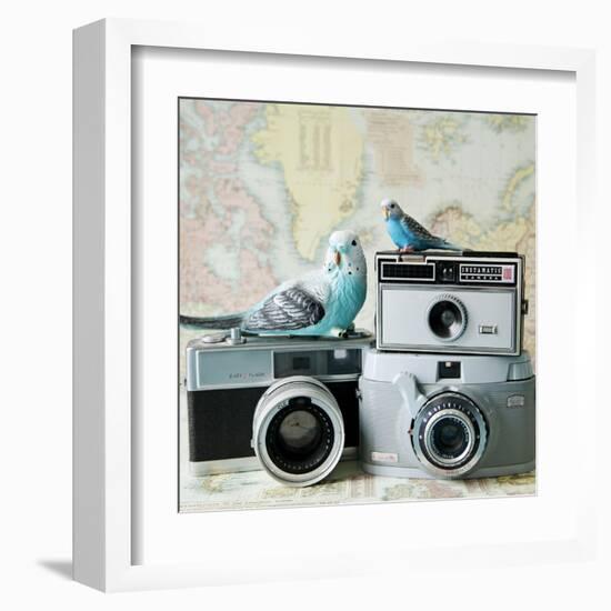 Budgie Photo Bomb-Susannah Tucker-Framed Art Print