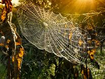 Strings of a Spider's Web in Back Light in Forest-Budimir Jevtic-Photographic Print