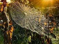 Strings of a Spider's Web in Back Light in Forest-Budimir Jevtic-Mounted Photographic Print