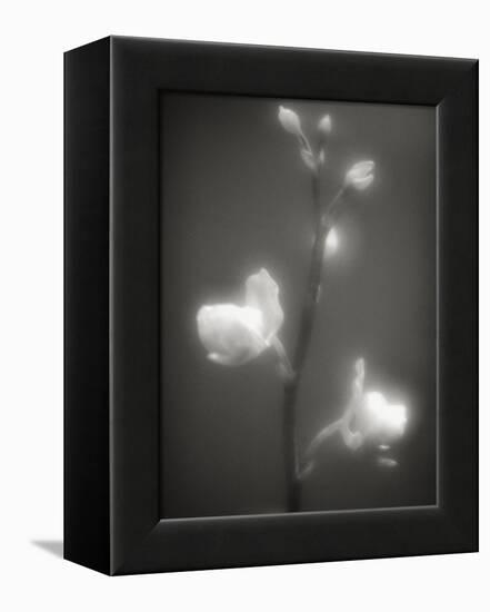 Buds and Flowers-Henry Horenstein-Framed Premier Image Canvas