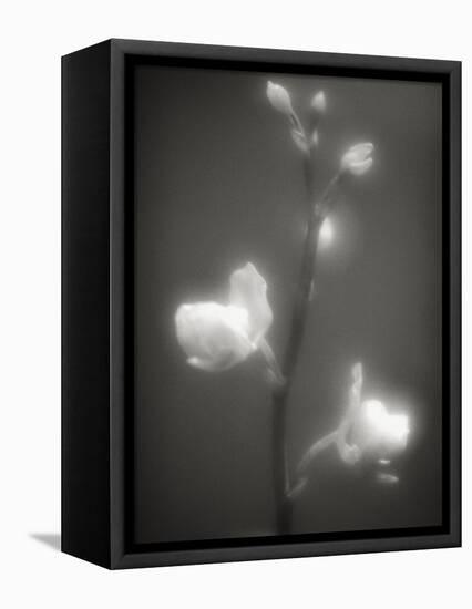Buds and Flowers-Henry Horenstein-Framed Premier Image Canvas