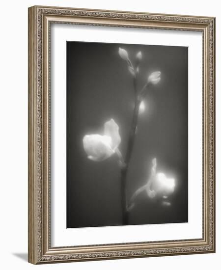 Buds and Flowers-Henry Horenstein-Framed Photographic Print