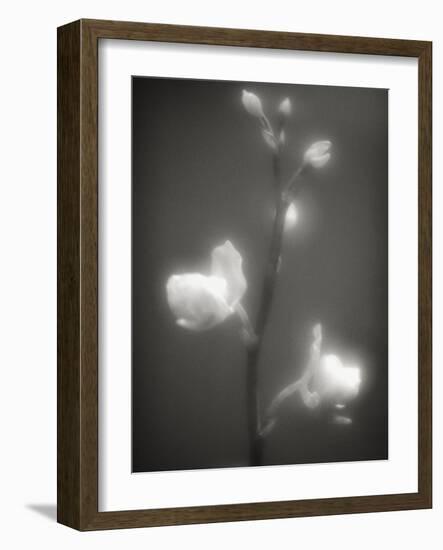 Buds and Flowers-Henry Horenstein-Framed Photographic Print