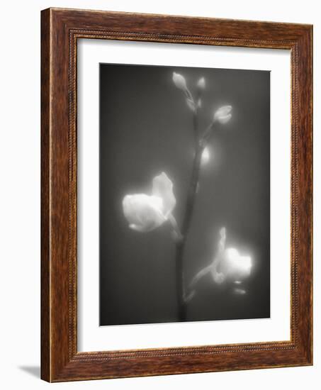 Buds and Flowers-Henry Horenstein-Framed Photographic Print