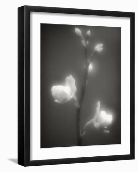 Buds and Flowers-Henry Horenstein-Framed Photographic Print