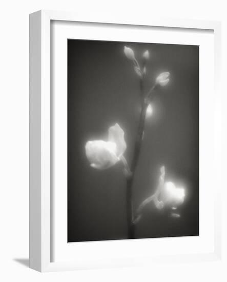 Buds and Flowers-Henry Horenstein-Framed Photographic Print