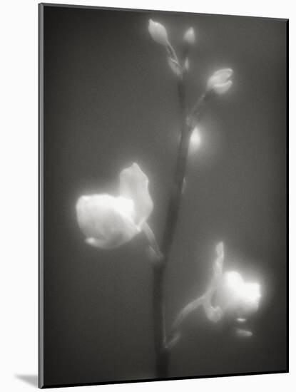Buds and Flowers-Henry Horenstein-Mounted Photographic Print
