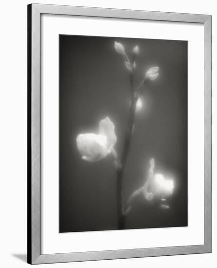 Buds and Flowers-Henry Horenstein-Framed Photographic Print