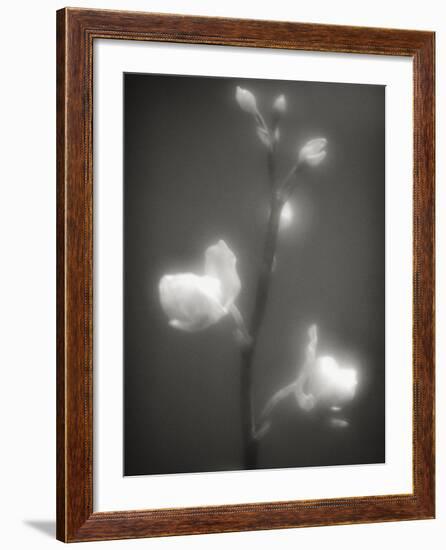 Buds and Flowers-Henry Horenstein-Framed Photographic Print