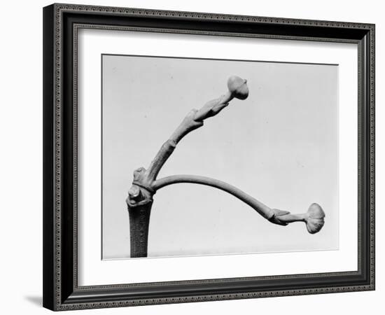 Buds-Evans-Framed Photographic Print