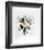 Buena Fortuna-Mary Faulconer-Framed Collectable Print