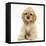 Buff American Cocker Spaniel Pup, China, 10 Weeks, Sitting-Mark Taylor-Framed Premier Image Canvas