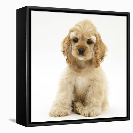 Buff American Cocker Spaniel Pup, China, 10 Weeks, Sitting-Mark Taylor-Framed Premier Image Canvas