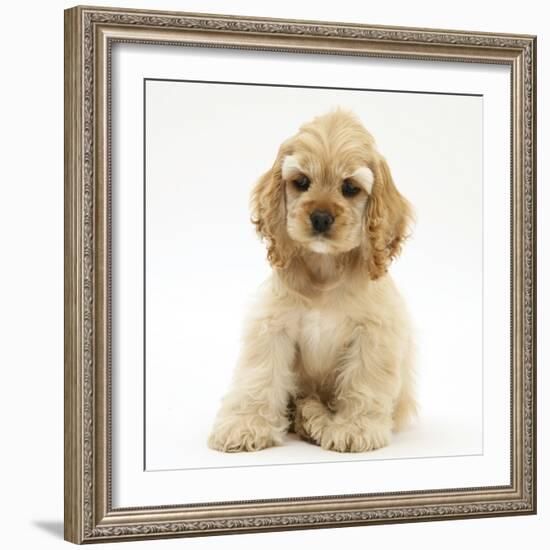 Buff American Cocker Spaniel Pup, China, 10 Weeks, Sitting-Mark Taylor-Framed Photographic Print