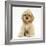 Buff American Cocker Spaniel Pup, China, 10 Weeks, Sitting-Mark Taylor-Framed Photographic Print