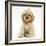 Buff American Cocker Spaniel Pup, China, 10 Weeks, Sitting-Mark Taylor-Framed Photographic Print