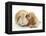 Buff American Cocker Spaniel Puppy, China, 10 Weeks, Nuzzling a Sandy Lop Rabbit-Mark Taylor-Framed Premier Image Canvas