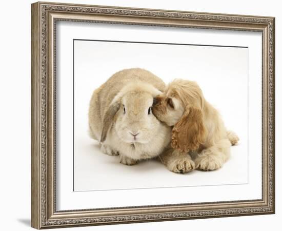 Buff American Cocker Spaniel Puppy, China, 10 Weeks, Nuzzling a Sandy Lop Rabbit-Mark Taylor-Framed Photographic Print