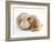 Buff American Cocker Spaniel Puppy, China, 10 Weeks, Nuzzling a Sandy Lop Rabbit-Mark Taylor-Framed Photographic Print