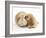 Buff American Cocker Spaniel Puppy, China, 10 Weeks, Nuzzling a Sandy Lop Rabbit-Mark Taylor-Framed Photographic Print