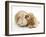 Buff American Cocker Spaniel Puppy, China, 10 Weeks, Nuzzling a Sandy Lop Rabbit-Mark Taylor-Framed Photographic Print