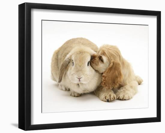 Buff American Cocker Spaniel Puppy, China, 10 Weeks, Nuzzling a Sandy Lop Rabbit-Mark Taylor-Framed Photographic Print