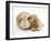 Buff American Cocker Spaniel Puppy, China, 10 Weeks, Nuzzling a Sandy Lop Rabbit-Mark Taylor-Framed Photographic Print