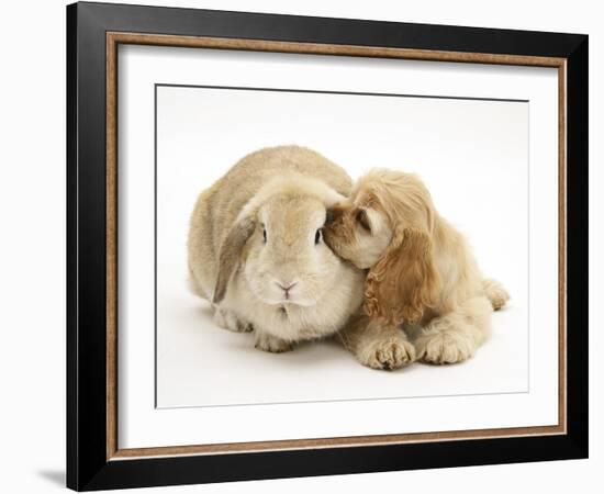 Buff American Cocker Spaniel Puppy, China, 10 Weeks, Nuzzling a Sandy Lop Rabbit-Mark Taylor-Framed Photographic Print