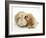 Buff American Cocker Spaniel Puppy, China, 10 Weeks, Nuzzling a Sandy Lop Rabbit-Mark Taylor-Framed Photographic Print