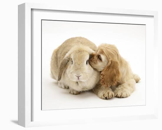 Buff American Cocker Spaniel Puppy, China, 10 Weeks, Nuzzling a Sandy Lop Rabbit-Mark Taylor-Framed Photographic Print