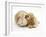 Buff American Cocker Spaniel Puppy, China, 10 Weeks, Nuzzling a Sandy Lop Rabbit-Mark Taylor-Framed Photographic Print