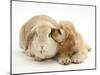 Buff American Cocker Spaniel Puppy, China, 10 Weeks, Nuzzling a Sandy Lop Rabbit-Mark Taylor-Mounted Photographic Print