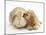 Buff American Cocker Spaniel Puppy, China, 10 Weeks, Nuzzling a Sandy Lop Rabbit-Mark Taylor-Mounted Photographic Print