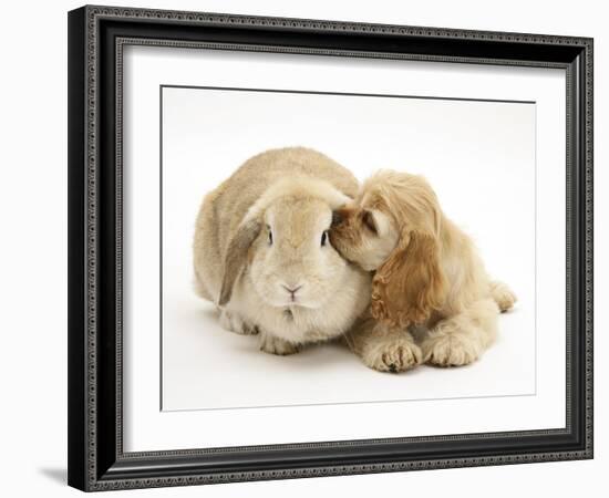 Buff American Cocker Spaniel Puppy, China, 10 Weeks, Nuzzling a Sandy Lop Rabbit-Mark Taylor-Framed Photographic Print