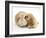 Buff American Cocker Spaniel Puppy, China, 10 Weeks, Nuzzling a Sandy Lop Rabbit-Mark Taylor-Framed Photographic Print