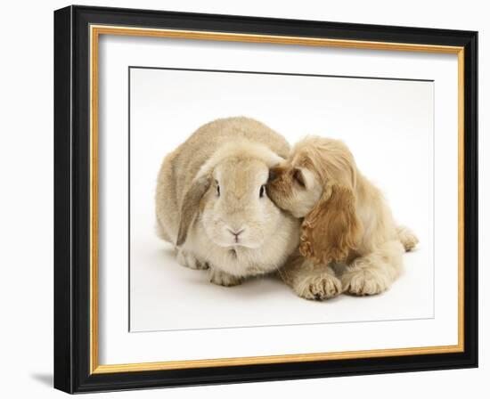 Buff American Cocker Spaniel Puppy, China, 10 Weeks, Nuzzling a Sandy Lop Rabbit-Mark Taylor-Framed Photographic Print