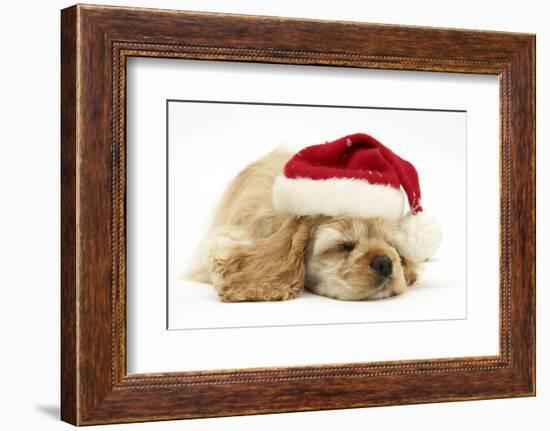 Buff American Cocker Spaniel Puppy, China, 10 Weeks Old, Asleep Wearing a Father Christmas Hat-Mark Taylor-Framed Photographic Print