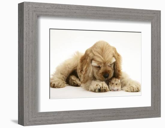 Buff American Cocker Spaniel Puppy, China, 10 Weeks, with a Dwarf Russian Hamster-Mark Taylor-Framed Photographic Print