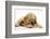 Buff American Cocker Spaniel Puppy, China, 10 Weeks, with a Dwarf Russian Hamster-Mark Taylor-Framed Photographic Print