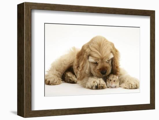 Buff American Cocker Spaniel Puppy, China, 10 Weeks, with a Dwarf Russian Hamster-Mark Taylor-Framed Photographic Print