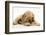 Buff American Cocker Spaniel Puppy, China, 10 Weeks, with a Dwarf Russian Hamster-Mark Taylor-Framed Photographic Print