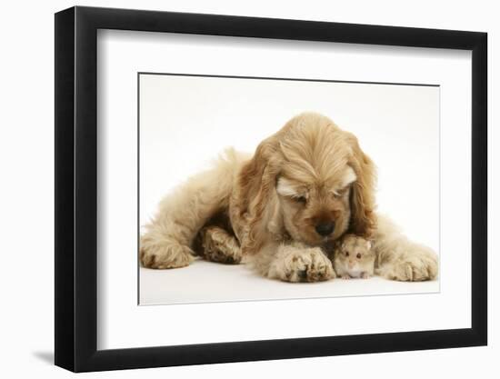 Buff American Cocker Spaniel Puppy, China, 10 Weeks, with a Dwarf Russian Hamster-Mark Taylor-Framed Photographic Print